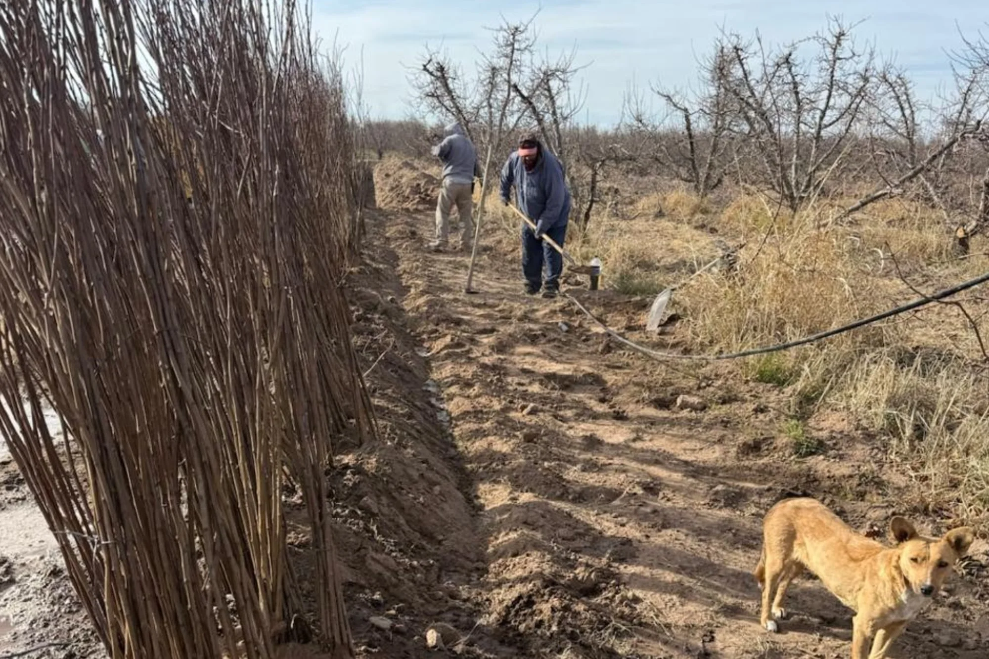 Su papá plantó manzanos y ahora los saca luego de 26 años: producirá otra fruta de gran demanda de China