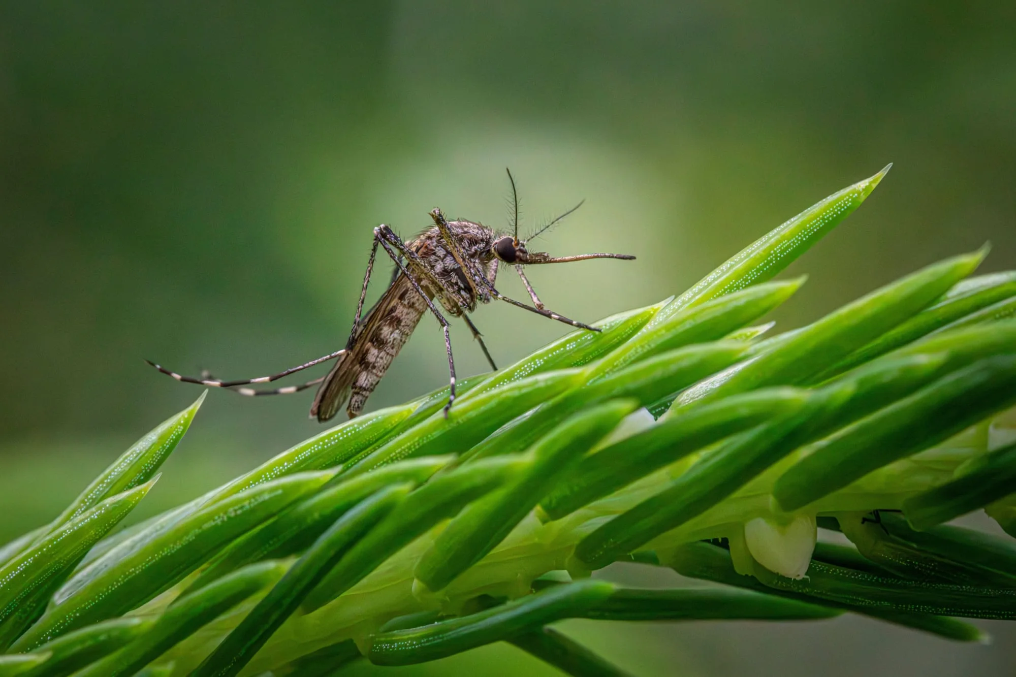 Rohit Lakhwani, investigador: “Los mosquitos podrían estar desarrollando resistencia al insecticida”