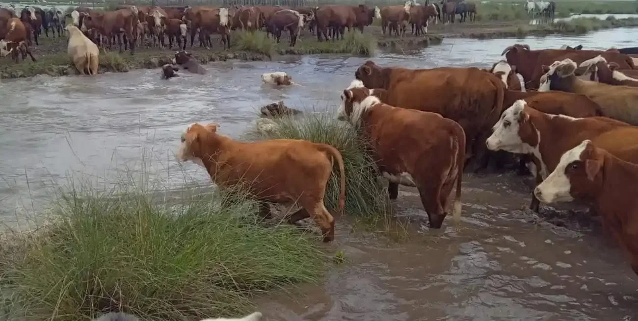Tiene 700.000 vacas: en una región aumenta el traslado de hacienda por El Niño y hay ventas de urgencia