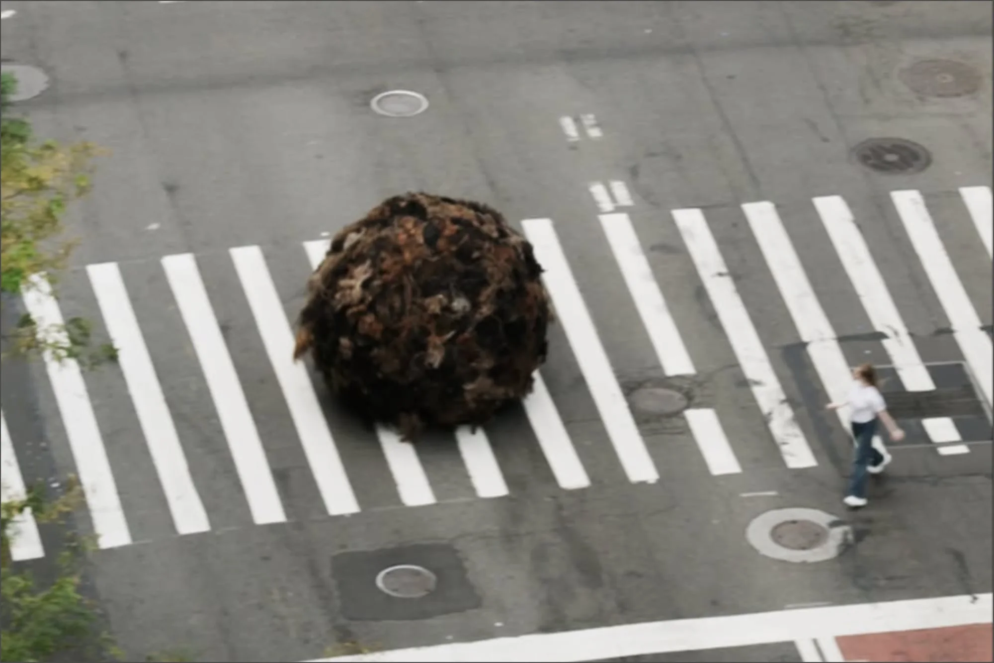 Insólito: por qué una bola gigante de pelo humano rueda por las calles de Nueva York
