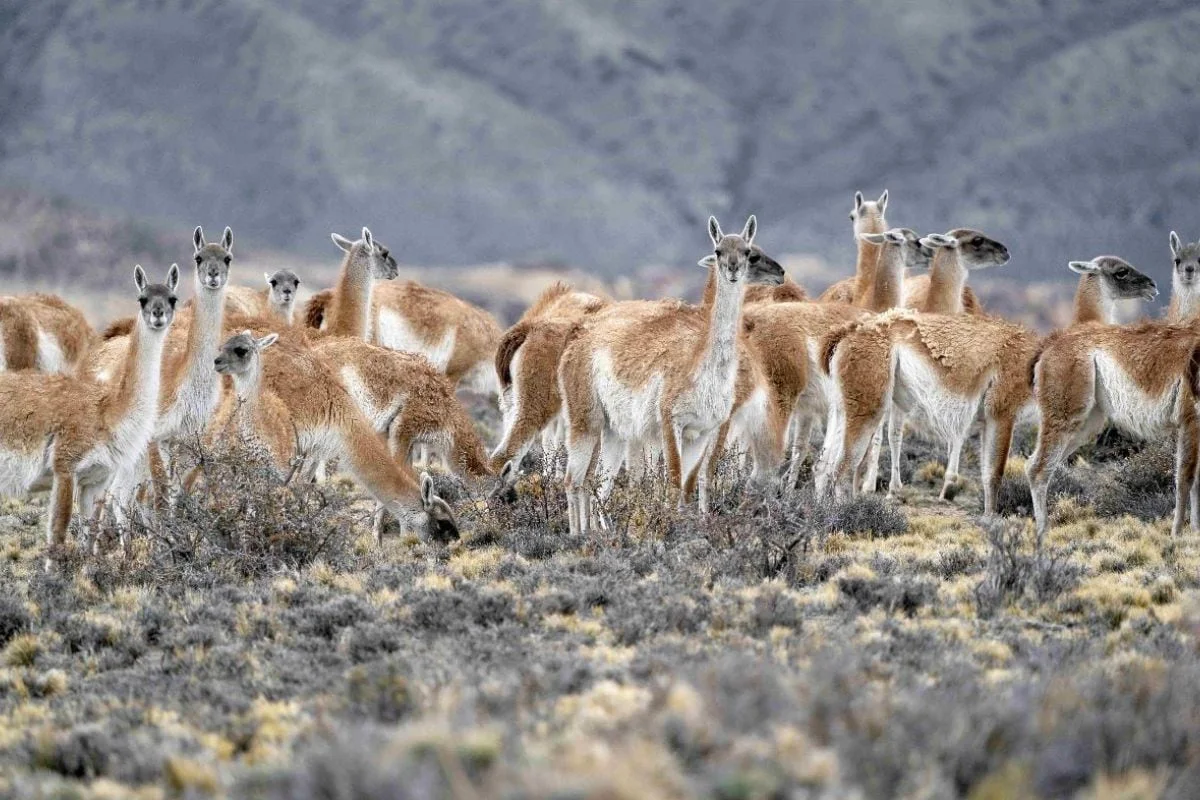 Polémica en una provincia: una legisladora quiere prohibir la caza de guanacos para que no se consuma su carne