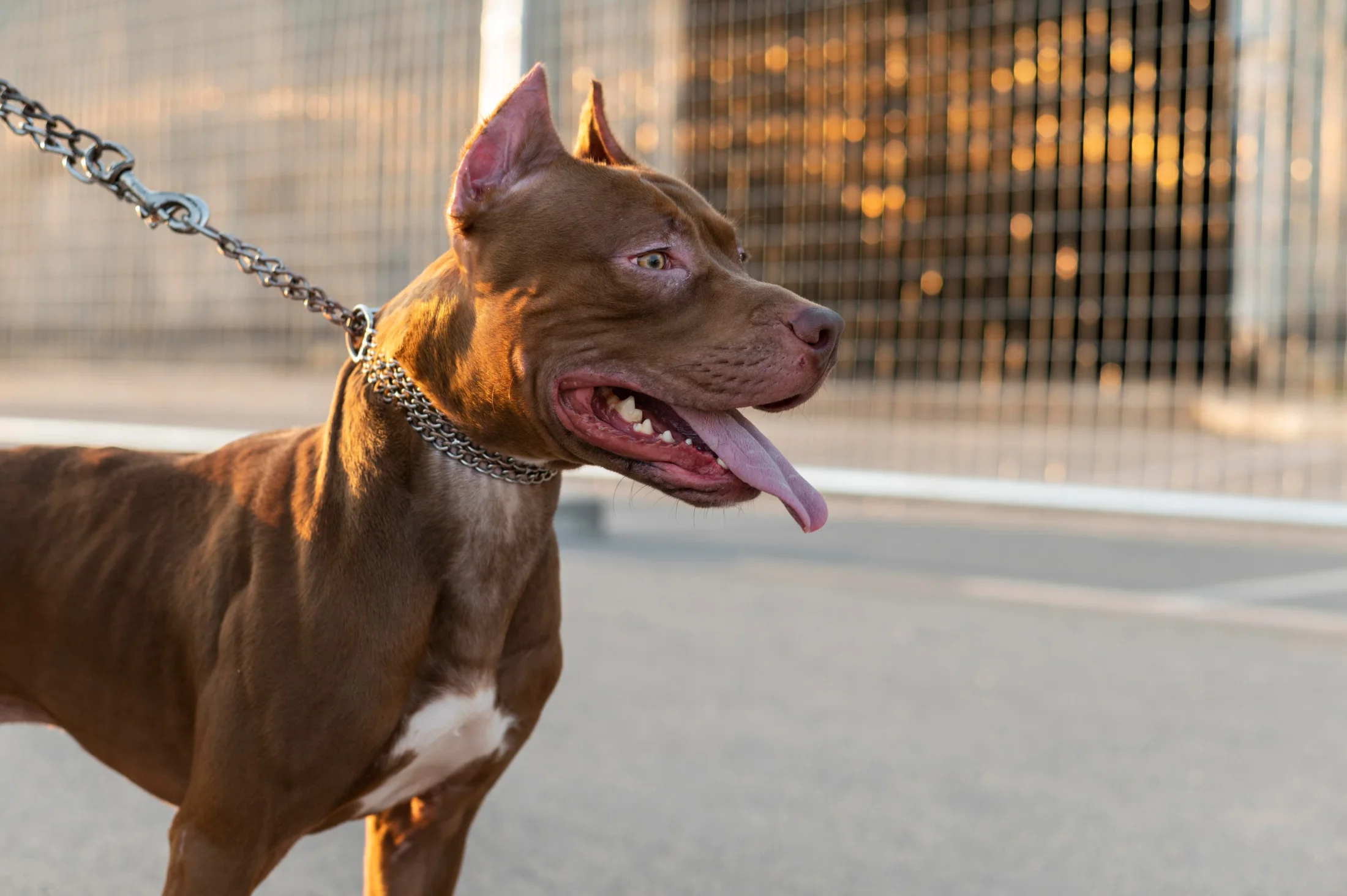 Una nena de cuatro meses murió tras ser atacada por un pitbull en Malvinas Argentinas