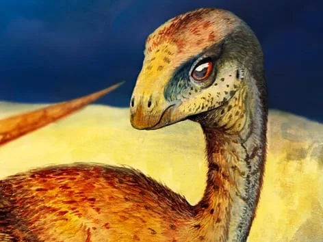 Vivió hace 83 millones de años: Descifraron la identidad de un pequeño dinosaurio patagónico de ojos grandes