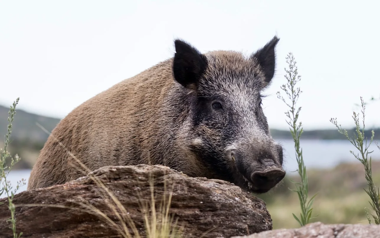 Histórica ley: una provincia permitirá la venta de carne de jabalí, una especie que genera graves daños
