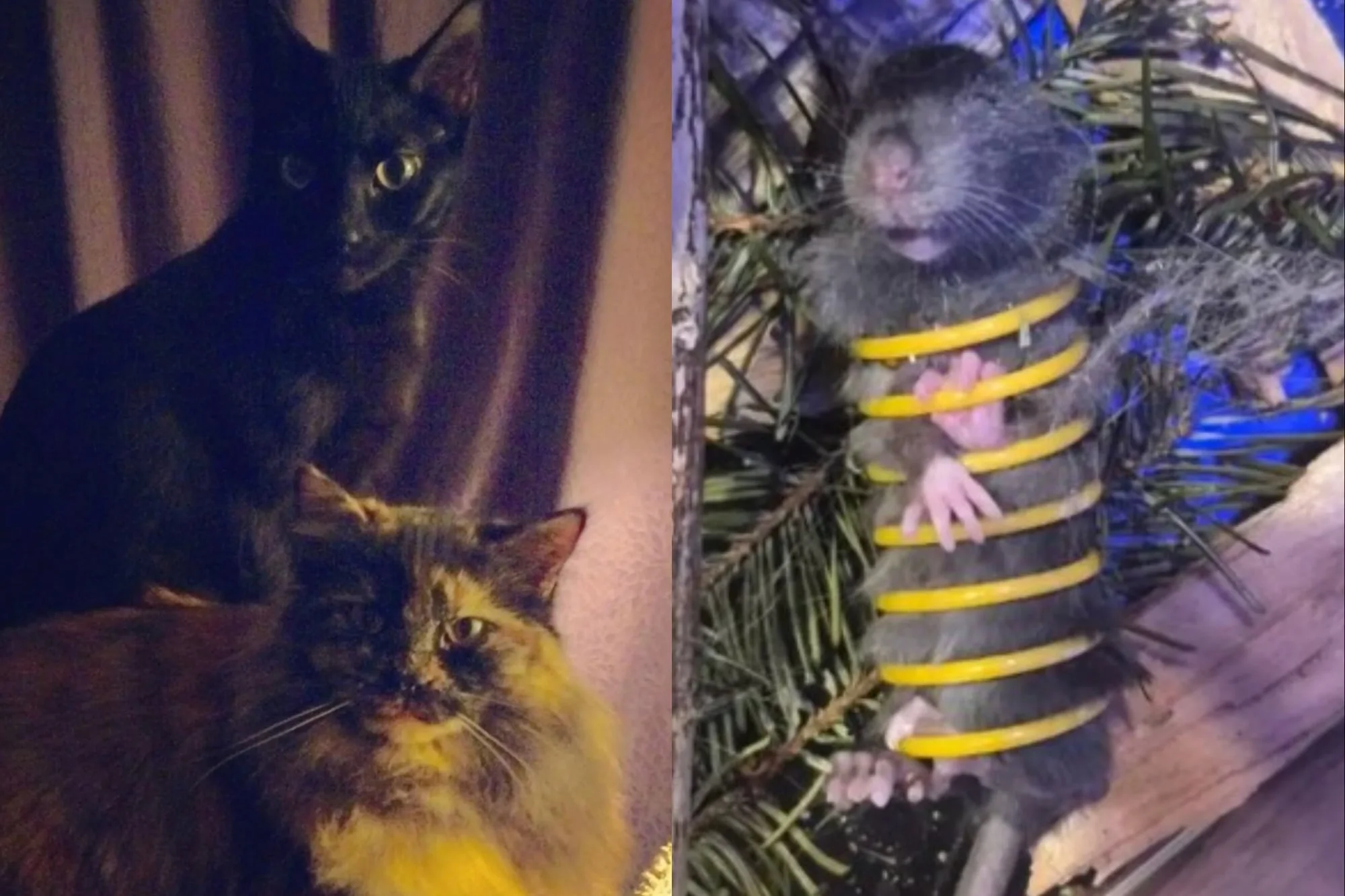 Sus gatos maullaban y llevaron a sus dueños hasta un rincón donde lo que encontraron los dejó sin palabras