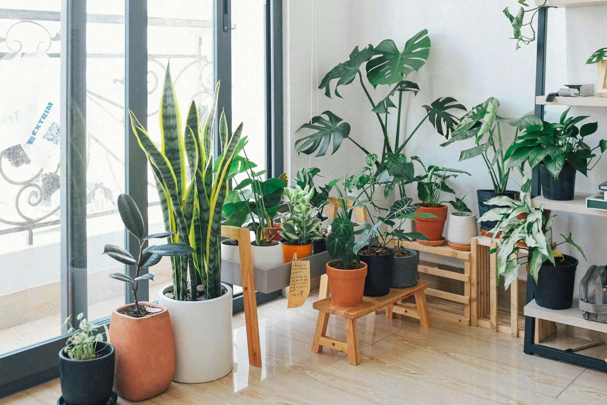 La expertos en psicología coinciden en que quienes tienen muchas plantas en la casa necesitan conectar con lo vivo