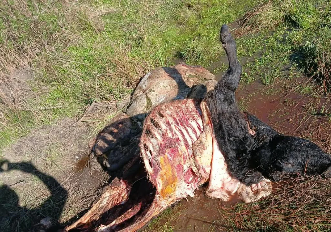 “¿Qué seguridad tengo?”: en menos de un mes le mataron nueve animales y una región está en vilo por los ataques de una banda