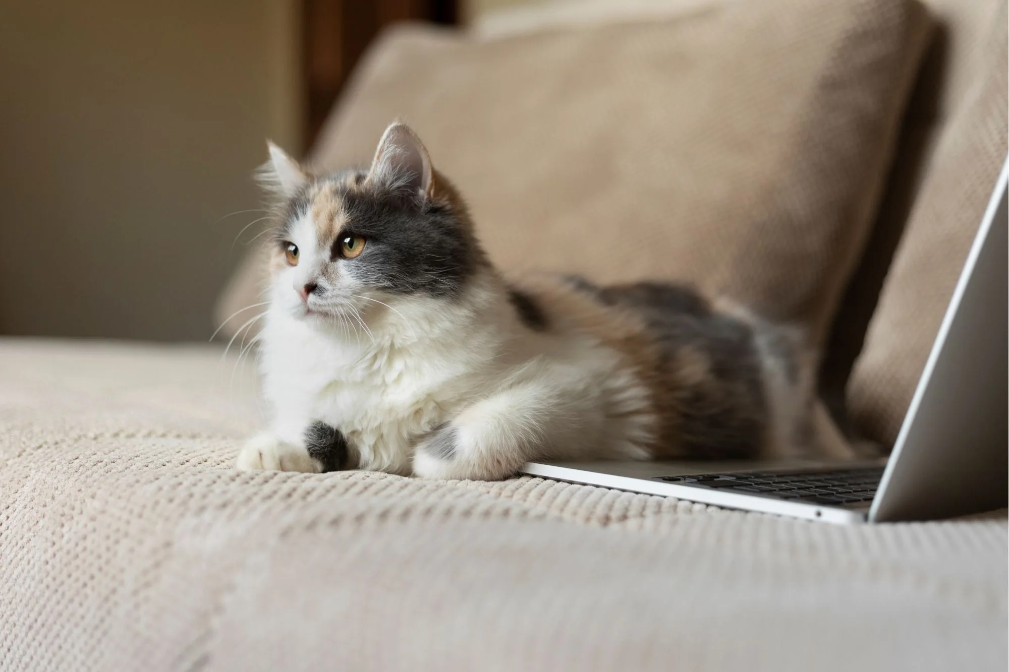 Los veterinarios coinciden: esto es lo que un gato intenta comunicar cuando se acuesta sobre la computadora