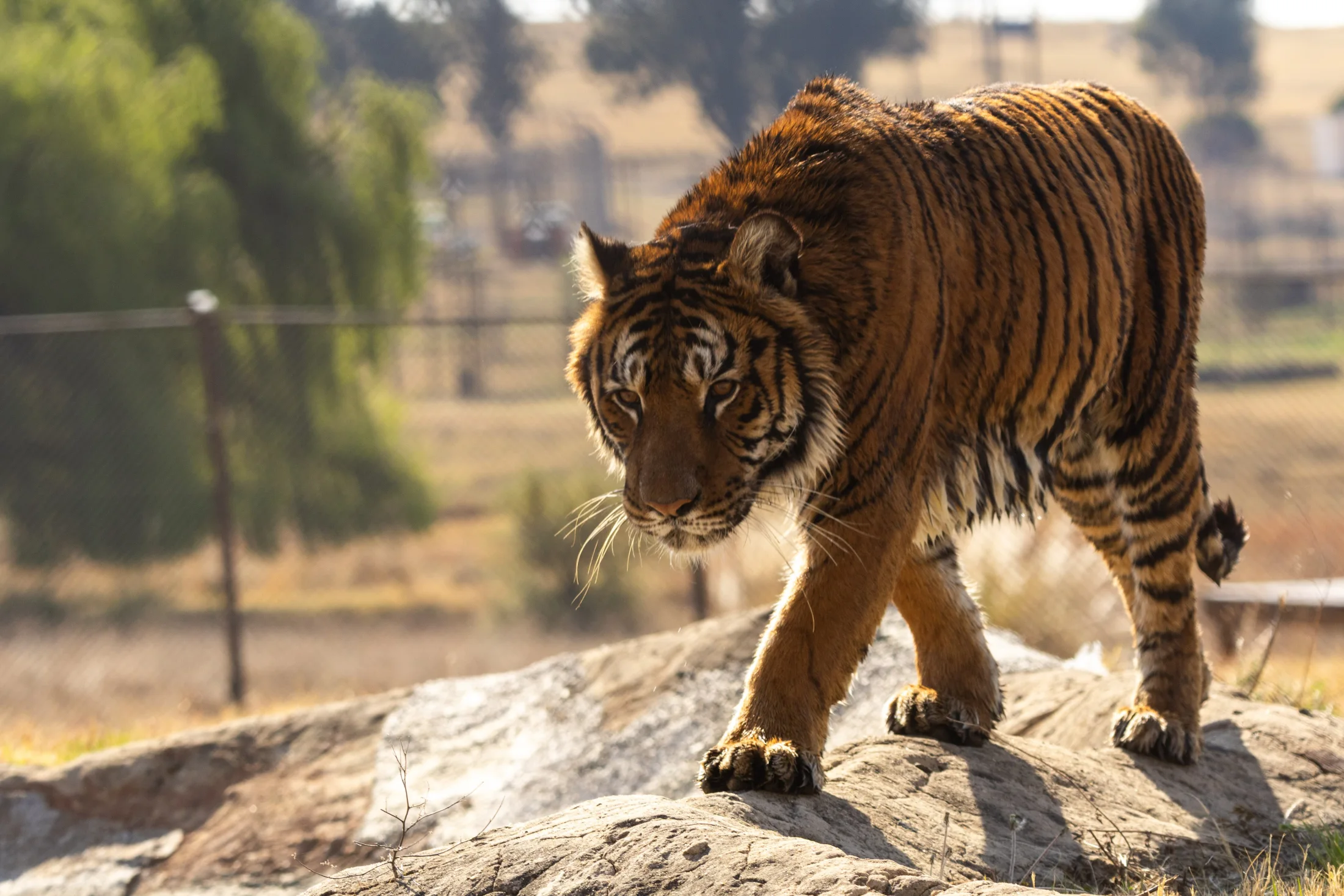 “Profundamente emocionante”: los primeros pasos en libertad de los 30 leones y tigres rescatados del exzoológico de Luján
