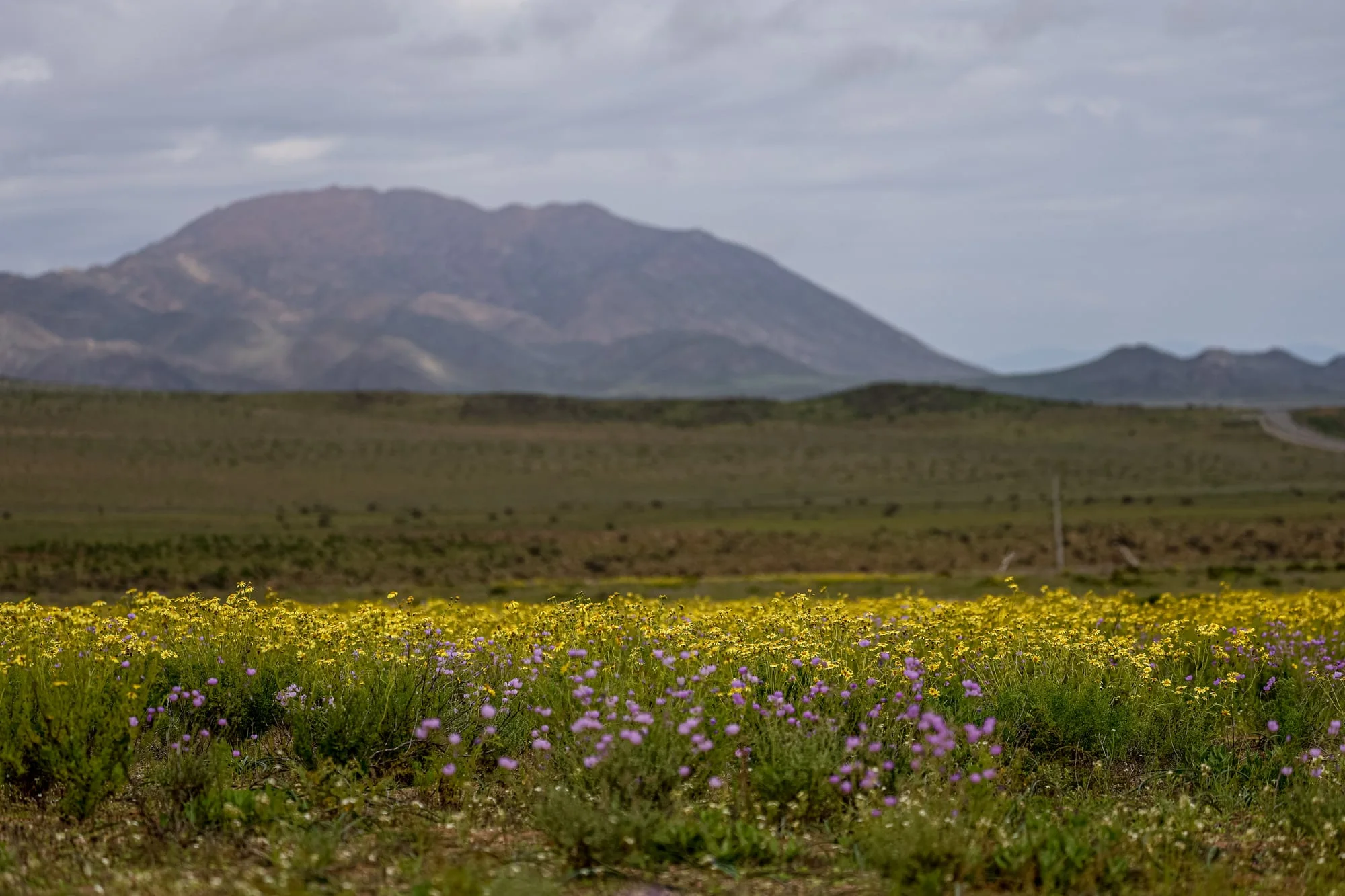 El desierto de Atacama floreció tras las intensas lluvias provocadas por El Niño
