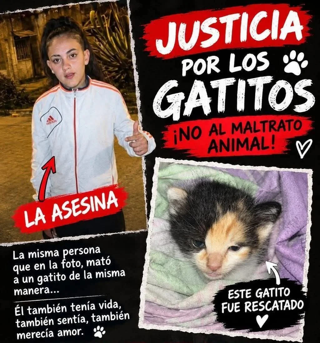 Tafí Viejo: maltrato animal macabro en Tucumán