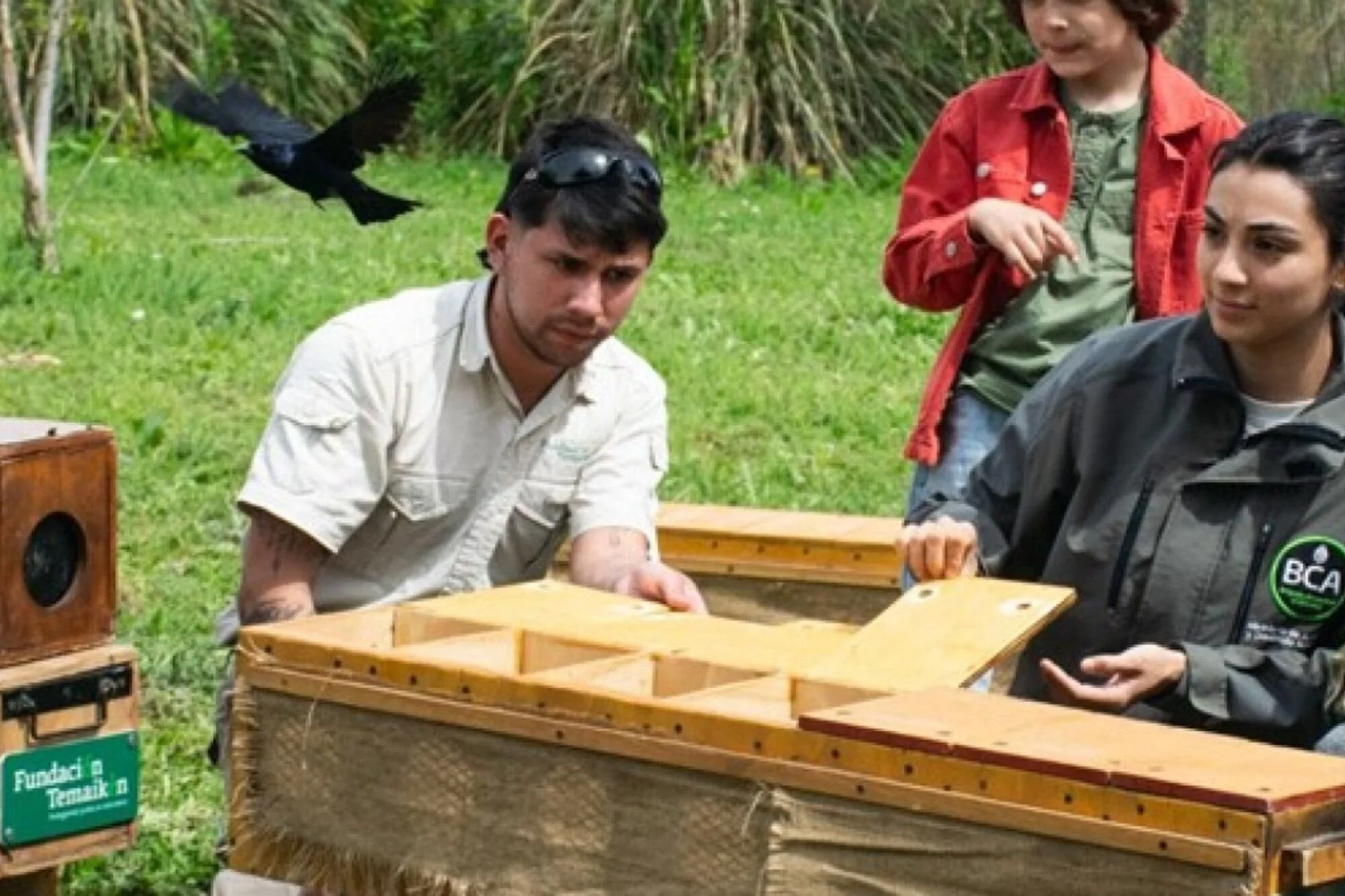 Cardenales, jilgueros y reinamoras: recuperaron 88 aves del tráfico clandestino, los rehabilitaron e hicieron una liberación masiva en Zárate
